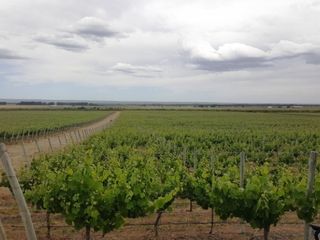 Foto 1 de Excelente finca de 200 has. con tres pozos y 51 has de viÃ±edos, riego por goteo y 2 pivot.