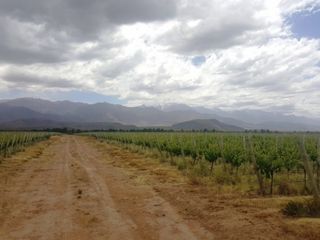 Foto 12 de Excelente finca de 200 has. con tres pozos y 51 has de viÃ±edos, riego por goteo y 2 pivot.