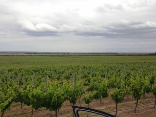 Foto 2 de Excelente finca de 200 has. con tres pozos y 51 has de viÃ±edos, riego por goteo y 2 pivot.