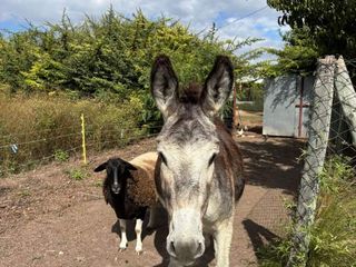 Foto 15 de Finca con casa, galpón, animales y frutales-
