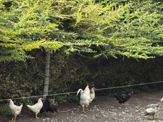 Foto 14 de Finca con casa, galpón, animales y frutales-