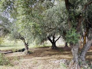 Foto 7 de SE VENDE Finca Campo 8,4 Ha Las Catitas Santa Rosa sobre Acceso Este