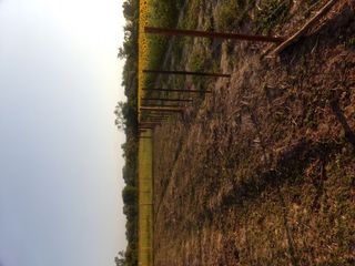 Foto 47 de SE VENDE CAMPO. LOCALIDAD DE NAPENAY