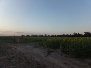 Foto 4 de SE VENDE CAMPO. LOCALIDAD DE NAPENAY