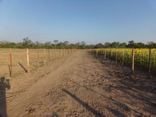 Foto 54 de SE VENDE CAMPO. LOCALIDAD DE NAPENAY
