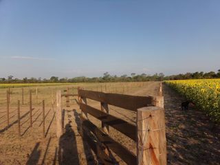 Foto 58 de SE VENDE CAMPO. LOCALIDAD DE NAPENAY
