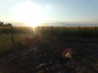 Foto 7 de SE VENDE CAMPO. LOCALIDAD DE NAPENAY