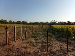 Foto 51 de SE VENDE CAMPO. LOCALIDAD DE NAPENAY