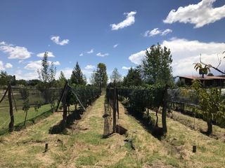 Foto 23 de CASA QUINTA DE DOS PLANTAS CON TERRENO DE 5000mÂ²