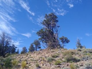 Foto 6 de Fraccion con costa de Rio Limay