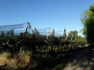 Foto 4 de Vendo hermosa Finca zona Rama Caida de  5 hectÃ¡reas,  en producciÃ³n uva bonarda y mezcla  con tela antigranizo. Vista MontaÃ±a