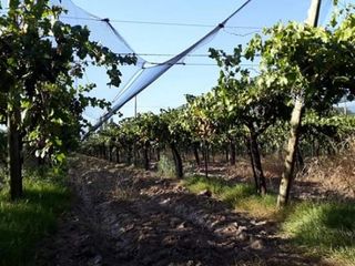 Foto 2 de Vendo hermosa Finca zona Rama Caida de  5 hectÃ¡reas,  en producciÃ³n uva bonarda y mezcla  con tela antigranizo. Vista MontaÃ±a