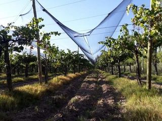 Foto 5 de Vendo hermosa Finca zona Rama Caida de  5 hectÃ¡reas,  en producciÃ³n uva bonarda y mezcla  con tela antigranizo. Vista MontaÃ±a