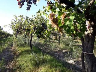 Foto 9 de Vendo hermosa Finca zona Rama Caida de  5 hectÃ¡reas,  en producciÃ³n uva bonarda y mezcla  con tela antigranizo. Vista MontaÃ±a