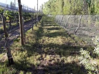 Foto 11 de Vendo hermosa Finca zona Rama Caida de  5 hectÃ¡reas,  en producciÃ³n uva bonarda y mezcla  con tela antigranizo. Vista MontaÃ±a