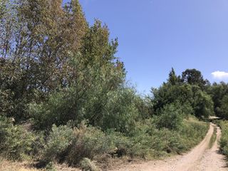Foto 13 de FINCA DE 4,7 HECTAREAS CON CASAS