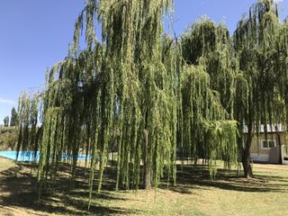 Foto 7 de FINCA DE 4,7 HECTAREAS CON CASAS