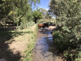 Foto 5 de FINCA DE 4,7 HECTAREAS CON CASAS