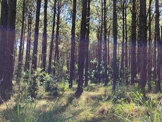 Foto 1 de Campo en venta - 2.400 Hectáreas - Misiones