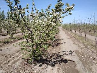 Foto 4 de Finca con producción y galpón