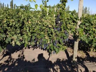 Foto 5 de Finca con producción y galpón