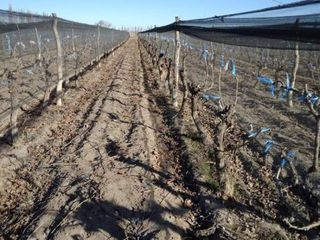 Foto 3 de Finca con producción y galpón