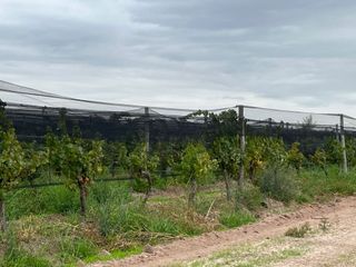 Foto 14 de Venta finca Barrancas, Mendoza, 60 hectareas