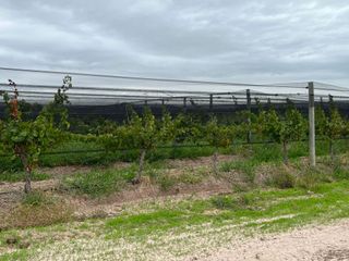 Foto 13 de Venta finca Barrancas, Mendoza, 60 hectareas