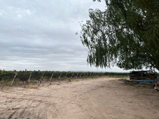 Foto 9 de Venta finca Barrancas, Mendoza, 60 hectareas