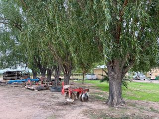 Foto 10 de Venta finca Barrancas, Mendoza, 60 hectareas