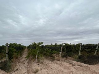 Foto 12 de Venta finca Barrancas, Mendoza, 60 hectareas