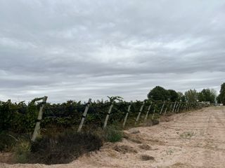 Foto 11 de Venta finca Barrancas, Mendoza, 60 hectareas