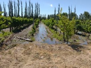 Foto 3 de FINCA 5 HA VIÑA - SE RECIBEN PERMUTAS