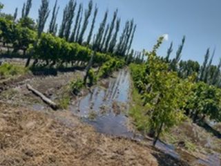 Foto 4 de FINCA 5 HA VIÑA - SE RECIBEN PERMUTAS