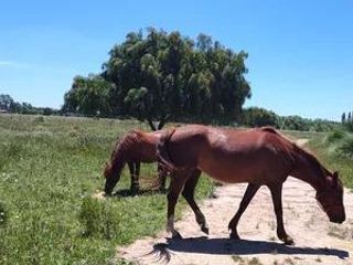 Foto 7 de Terreno en venta - 30.000Mts2 - Estancia Benqueria, Monte