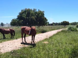 Foto 10 de Terreno en venta - 31.833Mts2 - Estancia Benqueria, Monte