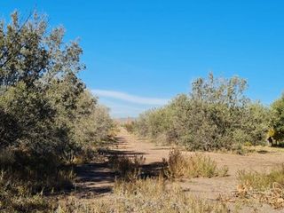 Foto 10 de LOTE EN VENTA EN RUTA 60, Russell, Maipú, Mendoza