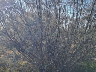 Foto 4 de LOTE EN VENTA EN RUTA 60, Russell, Maipú, Mendoza