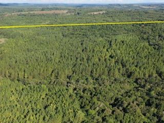 Foto 1 de SE VENDE 60HA DE COLONIA ROCA  CON PINO