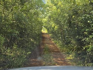 Foto 12 de SE VENDE 60HA DE COLONIA ROCA  CON PINO