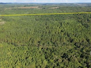 Foto 3 de SE VENDE 60HA DE COLONIA ROCA  CON PINO