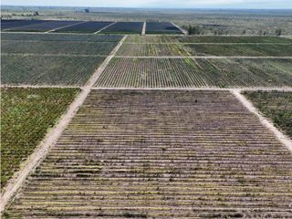 Foto 28 de VENTA DE FINCA CON BODEGA EN PRODUCCIÓN - SANTA ROSA, MZA