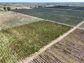 Foto 21 de VENTA DE FINCA CON BODEGA EN PRODUCCIÓN - SANTA ROSA, MZA