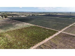 Foto 22 de VENTA DE FINCA CON BODEGA EN PRODUCCIÓN - SANTA ROSA, MZA