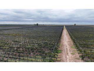 Foto 23 de VENTA DE FINCA CON BODEGA EN PRODUCCIÓN - SANTA ROSA, MZA