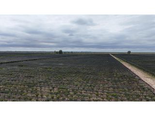 Foto 34 de VENTA DE FINCA CON BODEGA EN PRODUCCIÓN - SANTA ROSA, MZA