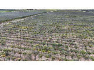 Foto 26 de VENTA DE FINCA CON BODEGA EN PRODUCCIÓN - SANTA ROSA, MZA