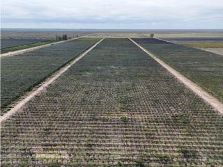 Foto 24 de VENTA DE FINCA CON BODEGA EN PRODUCCIÓN - SANTA ROSA, MZA