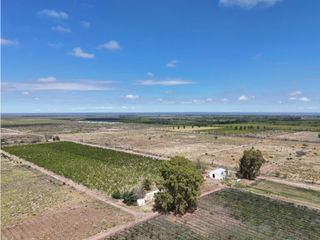 Foto 31 de VENTA DE FINCA CON BODEGA EN PRODUCCIÓN - SANTA ROSA, MZA