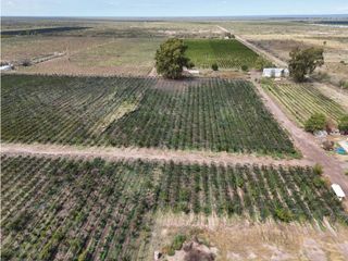 Foto 29 de VENTA DE FINCA CON BODEGA EN PRODUCCIÓN - SANTA ROSA, MZA